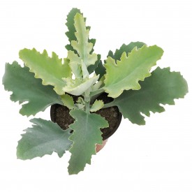 Kalanchoe beharensis 'Oak Leaf'