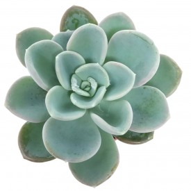 Pachyveria 'Orpet'