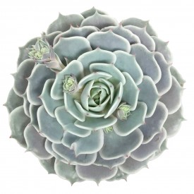 Echeveria 'Lola'