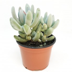 Pachyveria 'Coco'