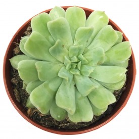 Echeveria 'Irish Mint'