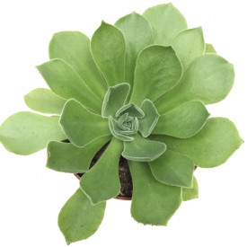 Aeonium 'Green Ballerina'