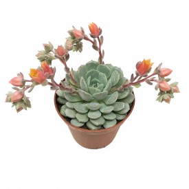 Echeveria 'Dondo'