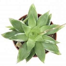 Haworthia cymbiformis 'Variegata'