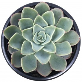 Echeveria 'Swirl'