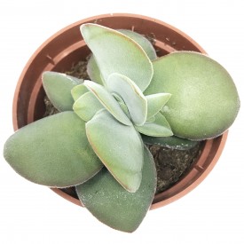 Crassula dubia