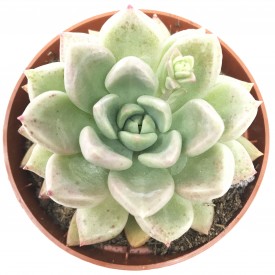 Graptoveria 'Melody'