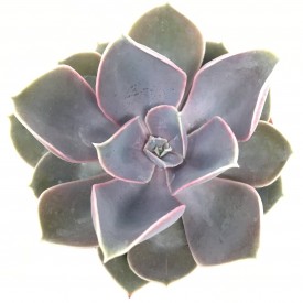 Echeveria pearl von nurnberg