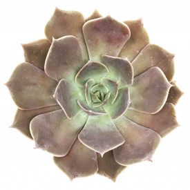 Echeveria 'Rob Roy'