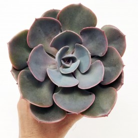 Echeveria 'Dusty Rose'