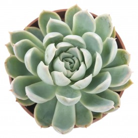 Echeveria 'Violet Queen'