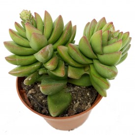 Crassula 'Ben'