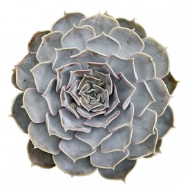 Echeveria lilacina