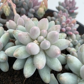 Pachyphytum rzedowskii