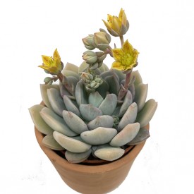 Graptoveria 'A Grim One'