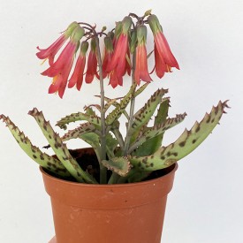 Kalanchoe x houghtonii