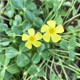 Oxalis megalorrhiza