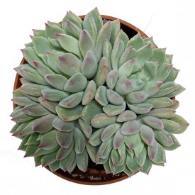 Echeveria 'Chrissy n Ryan'