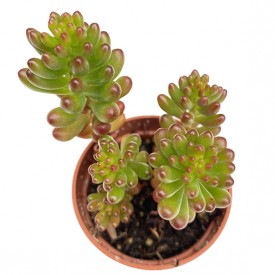 Sedum rubrotinctum 'Nanum'