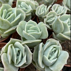 Graptoveria 'Lovely Rose'