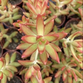 Sedum adolphii 'Firestorm'