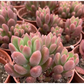 Sedum 'Robert Grim'