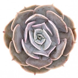 Echeveria 'Pollux'