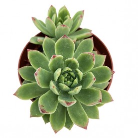 Sedeveria 'Maialen'