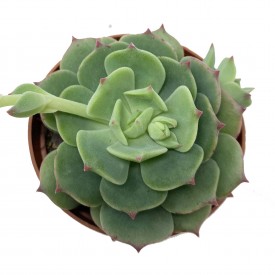 Echeveria greassneri