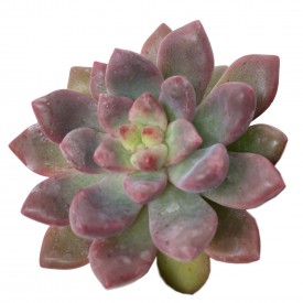 Echeveria 'Vienna'