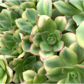 Aeonium 'Floresens'