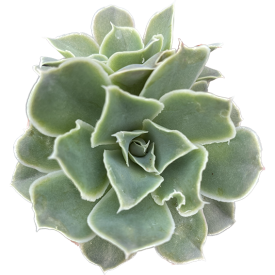 Echeveria simulans