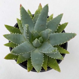 Aloe brevifolia