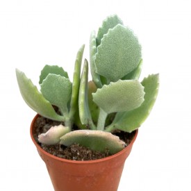 Kalanchoe millotii