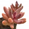 Pachysedum 'Ganzhou'