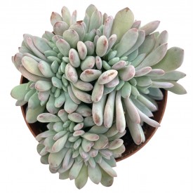 Pachyveria 'Akimoshima'