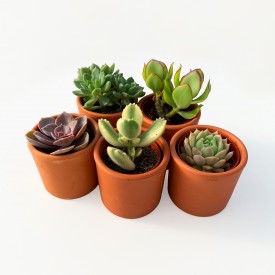 Sélection 5 Succulentes Uniques et leurs mini caches-Pots