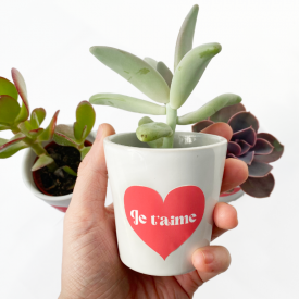 Joyeuse Saint-Valentin - Trio de Succulentes