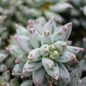 Pachyphytum compactum