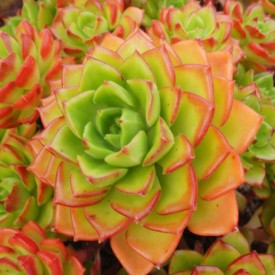 Sedeveria 'Letizia'