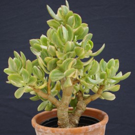 Crassula ovata 'Tricolor'