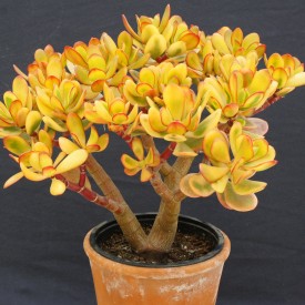 Crassula ovata 'Hummel's Sunset'