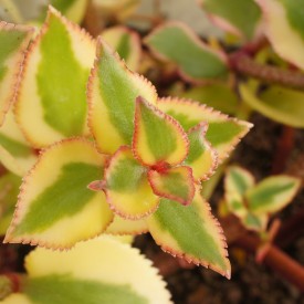 Crassula sarmentosa variegata