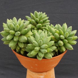 Pachyphytum ‘Chiseled Stone’