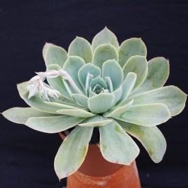 Echeveria 'Domingo'