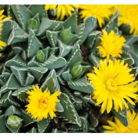 Faucaria tigrina