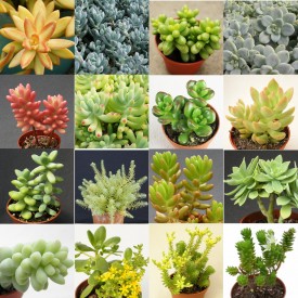 Collection de Sedum - Pot de 5,5 cm