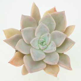 Graptoveria acaulis