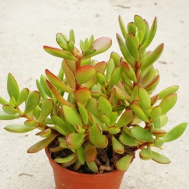 Crassula cultrata