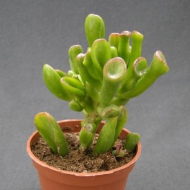 Crassula ovata 'Hobbit'